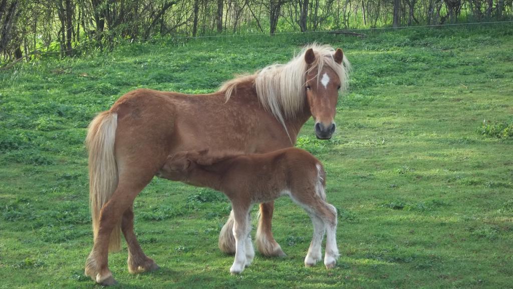Gite Du Colombier Le Fied Exteriér fotografie